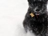 raven_snowy_2014a raven_snowy_2014a