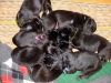 A-Litter A-Litter