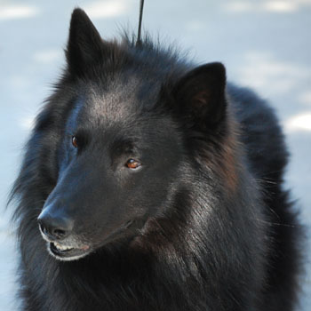 belgian sheepdog club of america national specialty obsidian belgian sheepdogs 2015 bsca national specialty belgian sheepdog club of america national specialty obsidian belgian sheepdogs 2015 bsca national specialty