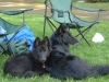Rogue & Chilko Rogue & Chilko
