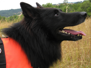 Dogs Tracking Kincaid S Lupine Dogs Tracking Kincaid S Lupine