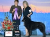 Obsidian's Black Buccaneer, AKC Championship 2018